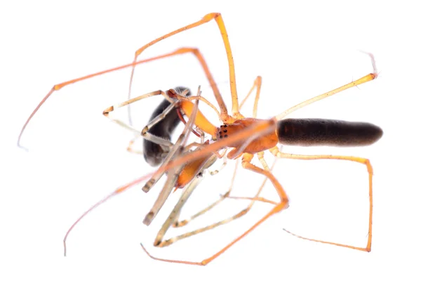 Hayvan örümcek mücadele — Stok fotoğraf