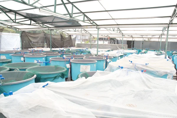 Hiver aquaculture hothouse — Photo