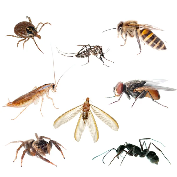 Zvířecí hmyzu chyba Stock Snímky