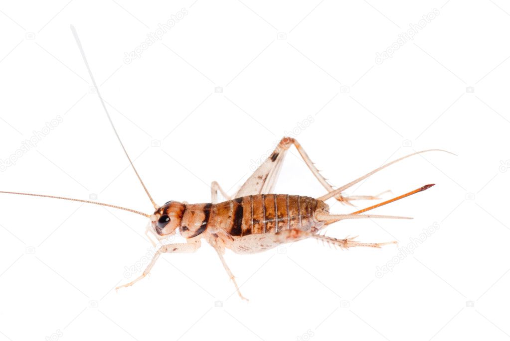 cricketinsect图片