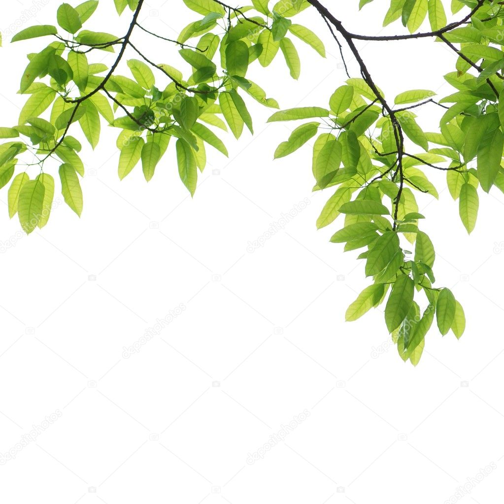Spring nature green leaf