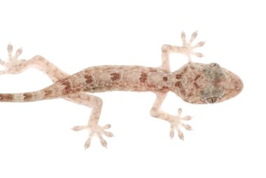 hayvan Çin gecko