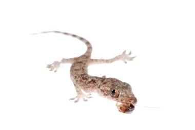 roach izole gecko bebek yemek