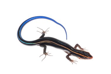 skink kertenkele