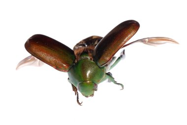 Flying green scarab beetle clipart