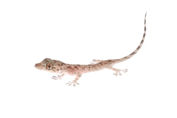 Hayvan Çin gecko — Stok fotoğraf