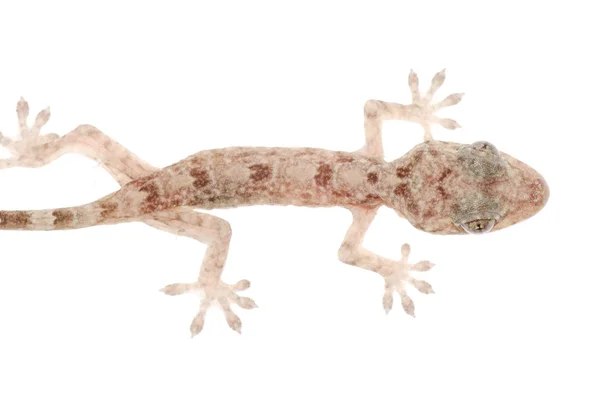 stock image Animal chinese gecko