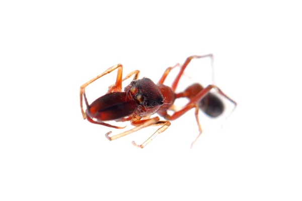Formiga mímica aranha myrmarachne — Fotografia de Stock