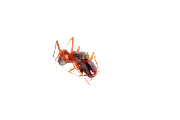 Mrówka naśladować pająk myrmarachne — Zdjęcie stockowe