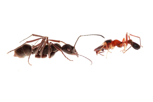 Ant and ant mimic spider — Stock Photo, Image