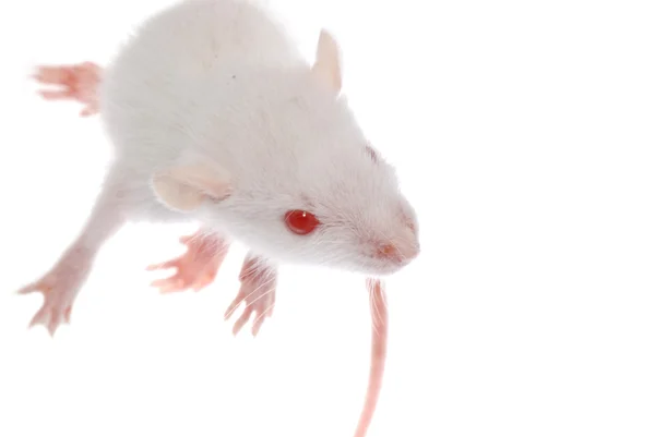 흰 쥐 — 스톡 사진
