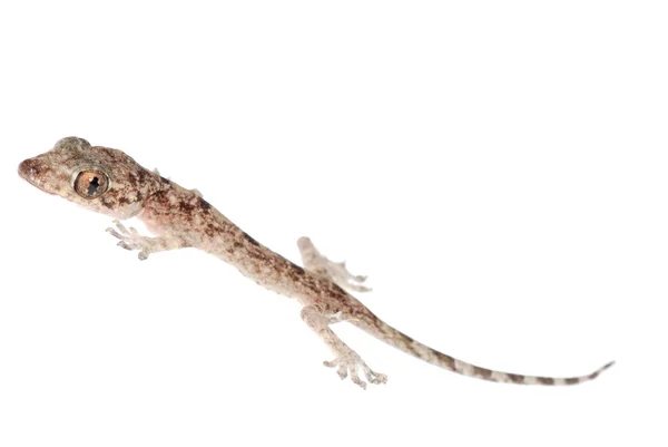 Gecko nena aislado — Foto de Stock