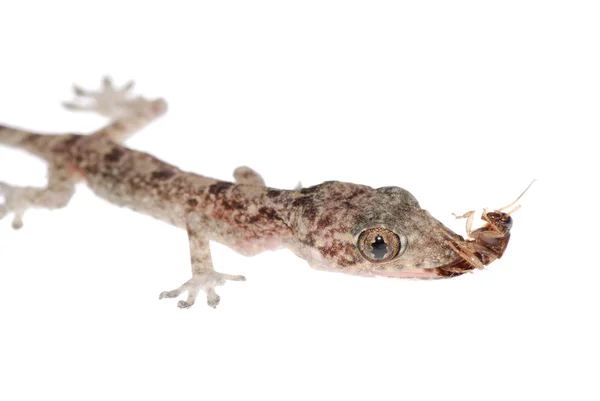 Gecko nena comer cucaracha aislado —  Fotos de Stock