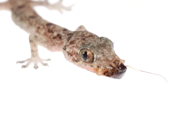 Gecko の赤ん坊食べるゴキブリの分離 — ストック写真