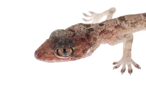 Gecko babe head isolated — Stock Photo, Image