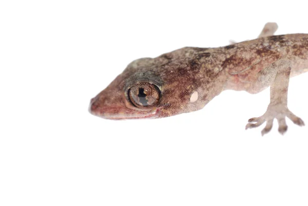 Izole gecko bebek baş — Stok fotoğraf