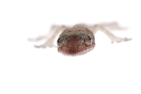 Gecko babe isolado — Fotografia de Stock