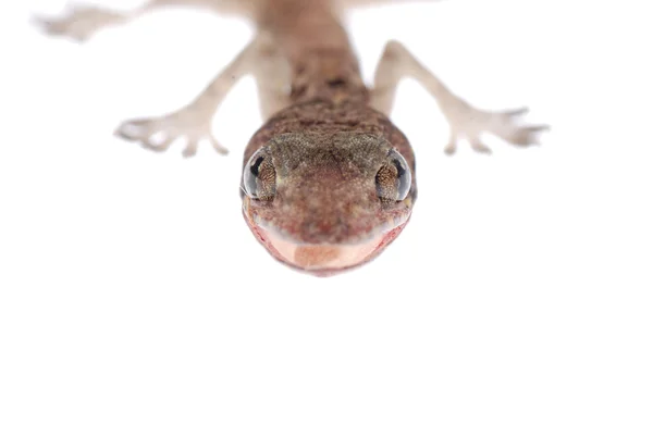 Gecko babe απομονωθεί — Φωτογραφία Αρχείου