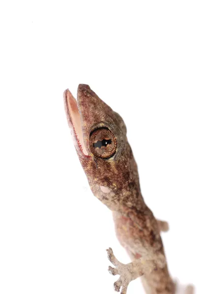 Gecko babe hoofd geïsoleerd — Stockfoto