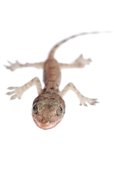 Gecko babe isolated — Stock Photo, Image
