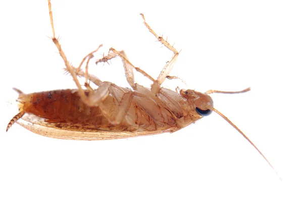 Duits kakkerlak geïsoleerd — Stockfoto