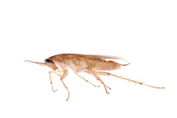 German cockroach isolated — Φωτογραφία Αρχείου