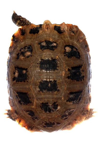 Tortoise turtle — Stock Photo, Image