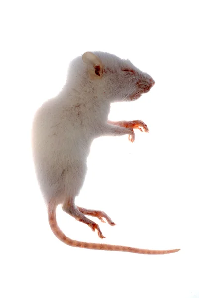 Αρουραίος λευκό ποντίκι απομονωθεί — Φωτογραφία Αρχείου