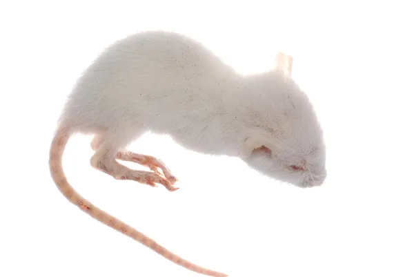 分離された白いラット マウスmyš bílá krysa izolovaný — ストック写真