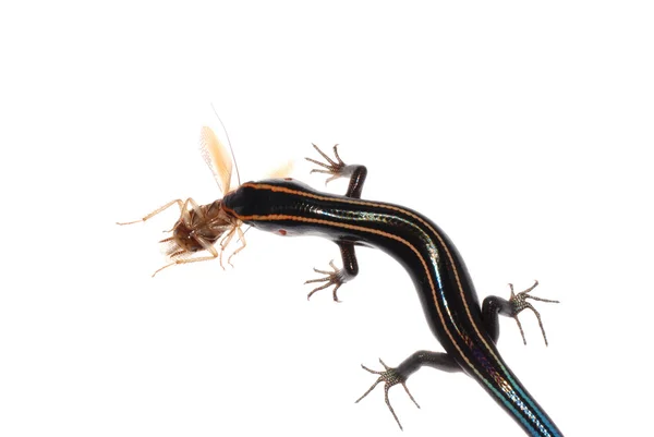 Ящерица ест таракана — стоковое фото