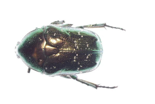 分離されたコガネムシ甲虫 — ストック写真