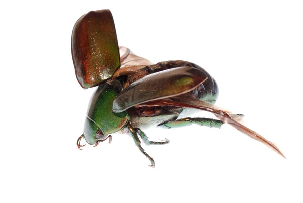 緑のスカラベ カブトムシの飛行 — ストック写真