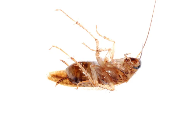 Kakerlakenkäfer isoliert — Stockfoto