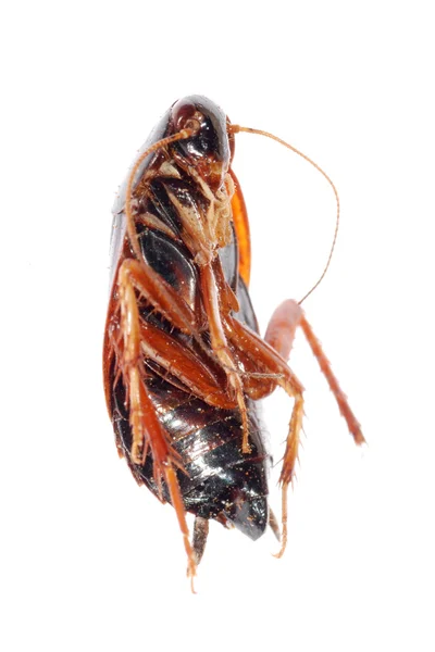 Roach chyba izolována — Stock fotografie