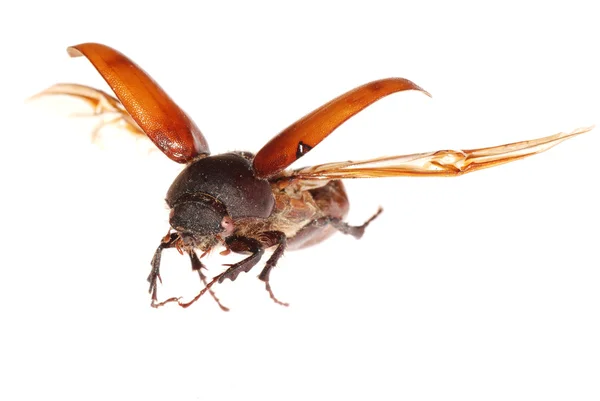 Hnědé scarab brouk — Stock fotografie