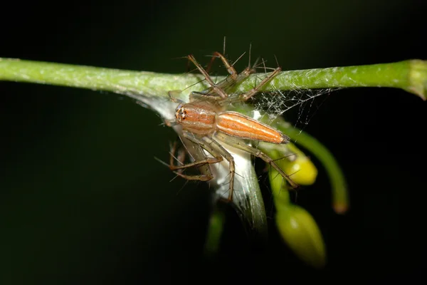Spider yumurta case korumak — Stok fotoğraf