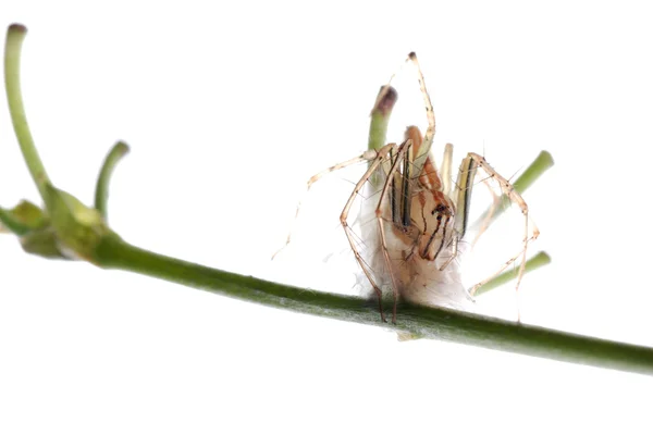 Spinne mit Eimer — Stockfoto
