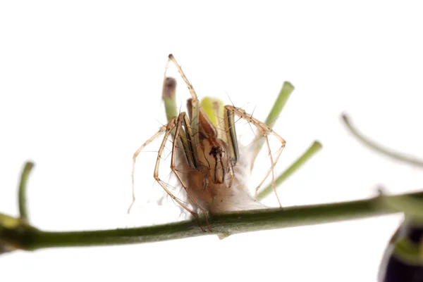 Αράχνη με αυγό περίπτωση — Φωτογραφία Αρχείου