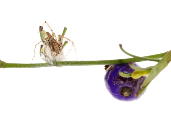 Araña con caja de huevo — Foto de Stock