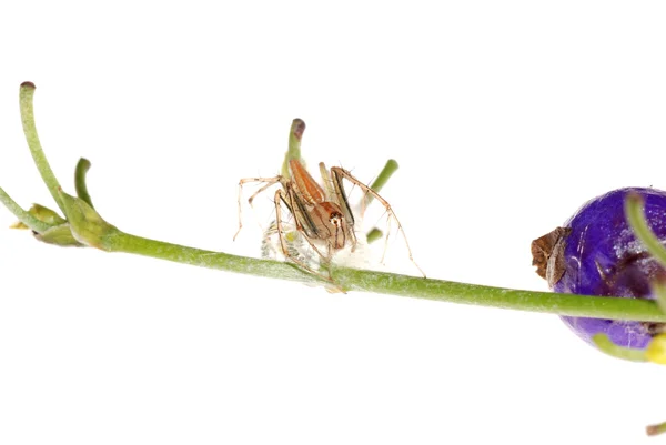 Araña con caja de huevo — Foto de Stock