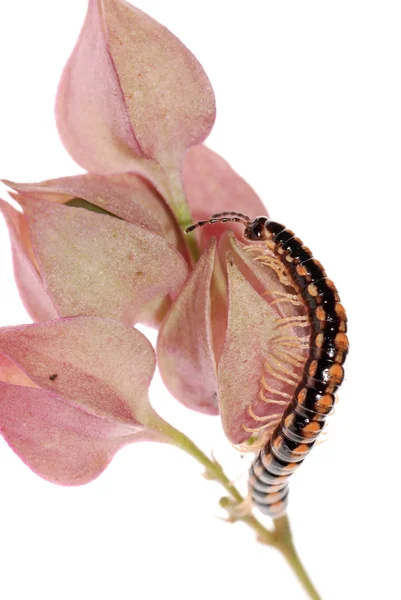 Milípede animal em flor — Fotografia de Stock