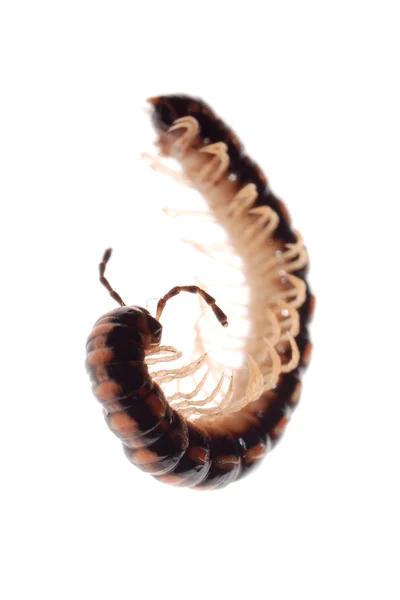 Тварина millipede — стокове фото