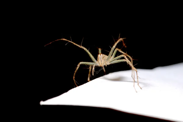 Aranha animal macro — Fotografia de Stock