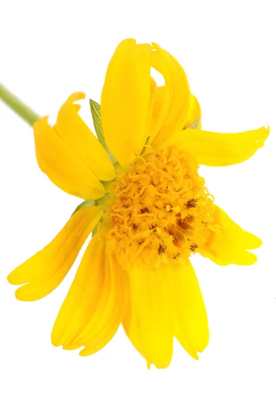 Gelbes Gänseblümchen — Stockfoto