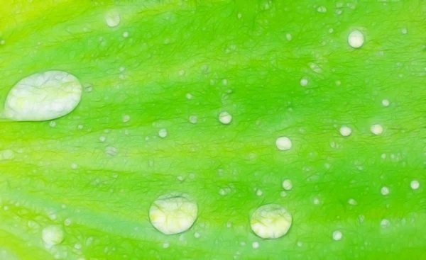 Vatten droppar grönt blad — Stockfoto