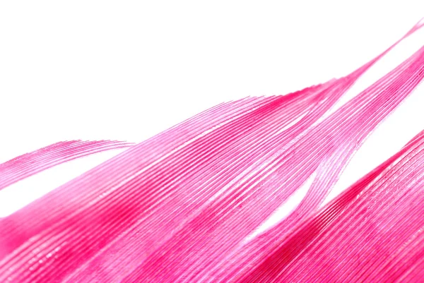 Абстрактный фон из красного пера — стоковое фото