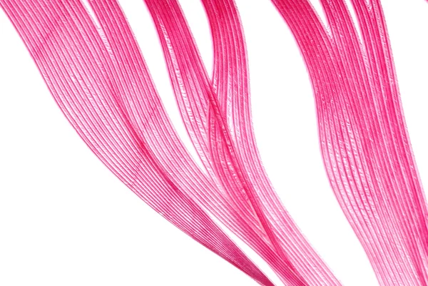 Feather abstract texture background — Stock Photo, Image