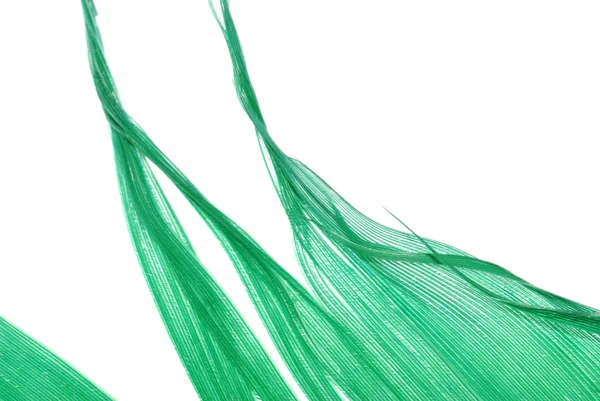 녹색 깃털 추상 질감 배경 — 스톡 사진