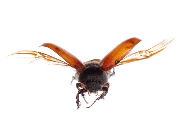 Uçan kahverengi scarab böcek Stok Fotoğraf