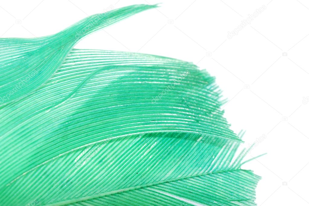 Green feather abstract texture background